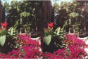 Flowers in Foreground