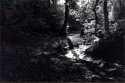 In The Woods