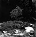 Water in Motion - Still Tree