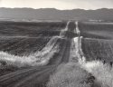 Country Road, Study 1, Yolo County, California