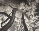 Cottonwoods in Fall