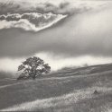 Tree and Grass, Study 1