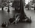 Cypress knees