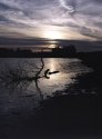 Sunset in the New Forest