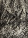 Oak