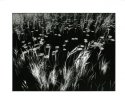 Lilies