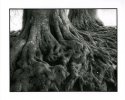 Roots