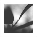 Rhodo