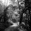 Trail