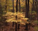 Forest Gold