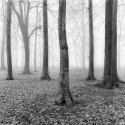 Trees In Fog