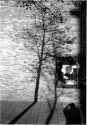 tree shadow