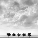 5 Trees