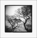 Kitsilano Trees