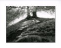 Trees on the Hill