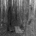 Squam Swamp