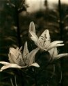 Boring Cliche Iris