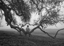 natetree