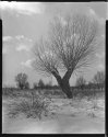 Polish willow