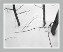 Trees and grass