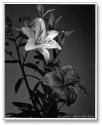 Asian lillies