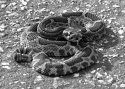 Rattlesnake