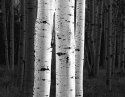 Aspen Study