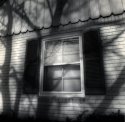 Tree Shadows