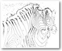 Ortho Zebras