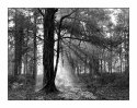 Morning ~ New Forest