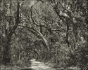 Road to Kingsley Plantation