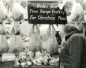 Christmas Turkey?