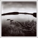 Swallowed by the swamp