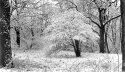 Alone in woods