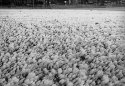 Frozen Grass
