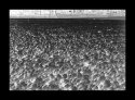 Frozen grass - Negative Image