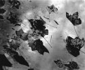 Roof Leaves