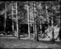 Evening in the Trees - Yosemite