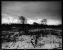 winter land