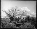 spring tree