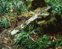Forgotten Grave