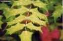 Rain Drops