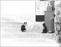 Santorini cats