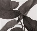 Zantadeschia #1
