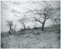 Almond Trees in Winter
