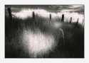 Grasses & Light
