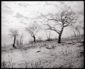 Almond Trees (reprinted)