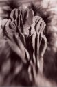 Cereus Monstrosity