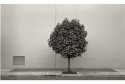 Tree Against Wall