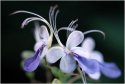 nature purple